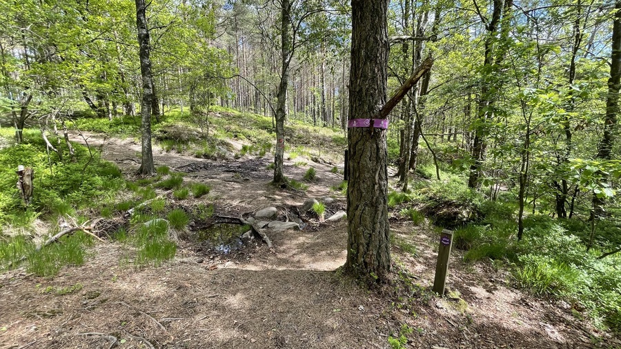 Njut av skogens tystnad och utmana dig själv med trail-löpning